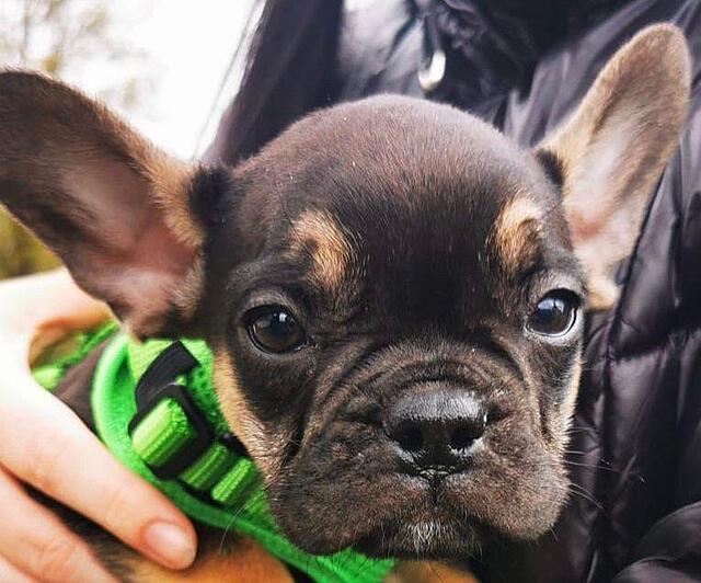 Wie alt werden Französische Bulldoggen? Dieses Alter erreichen sie