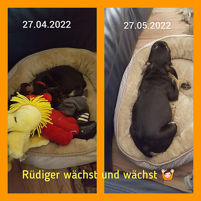 Klicke auf die Grafik für eine vergrößerte Ansicht

Name: Lumii_20220527_182018570.jpg
Ansichten: 3337
Größe: 149,2 KB
ID: 1030982