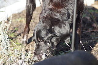 Klicke auf die Grafik für eine vergrößerte Ansicht

Name: DSC03363.jpg
Ansichten: 553
Größe: 65,6 KB
ID: 1073785