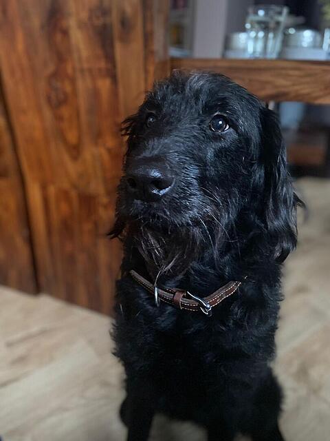 Klicke auf die Grafik für eine vergrößerte Ansicht  Name: Nala 4.jpg Ansichten: 0 Größe: 35,9 KB ID: 1121872