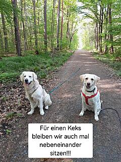 Klicke auf die Grafik für eine vergrößerte Ansicht  Name: 20250420_095445.jpg Ansichten: 17 Größe: 248,5 KB ID: 1174059