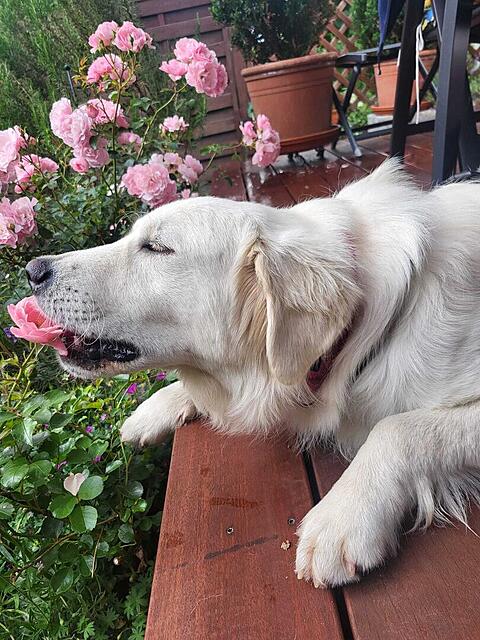 Klicke auf die Grafik für eine vergrößerte Ansicht  Name: Rosenpflege.jpg Ansichten: 0 Größe: 173,6 KB ID: 1180705