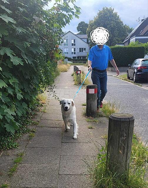 Klicke auf die Grafik für eine vergrößerte Ansicht

Name: zughund.jpg
Ansichten: 124
Größe: 210,6 KB
ID: 1182105