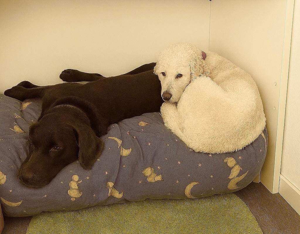 Klicke auf die Grafik für eine vergrößerte Ansicht  Name: Nemo und Frieda.jpg Ansichten: 36 Größe: 296,7 KB ID: 1185714