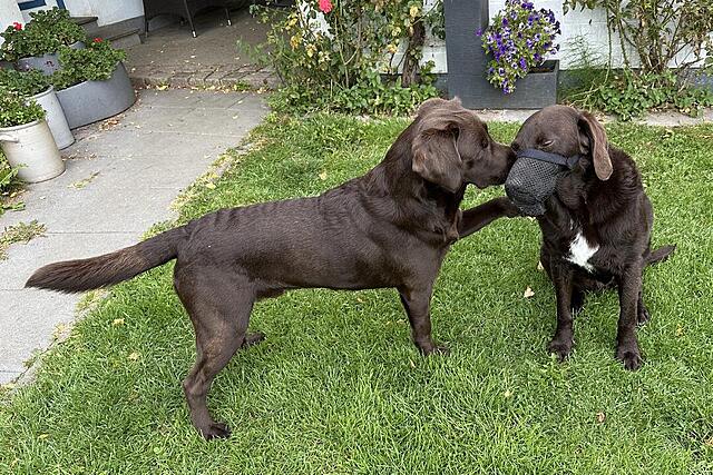 Klicke auf die Grafik für eine vergrößerte Ansicht  Name: IMG_5310.jpg Ansichten: 0 Größe: 242,5 KB ID: 1195581