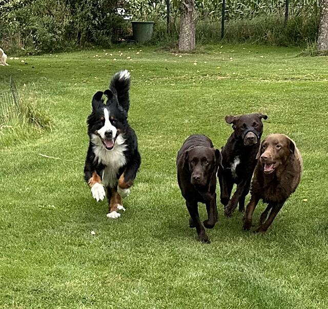 Klicke auf die Grafik für eine vergrößerte Ansicht  Name: IMG_5824.jpg Ansichten: 0 Größe: 288,0 KB ID: 1195577