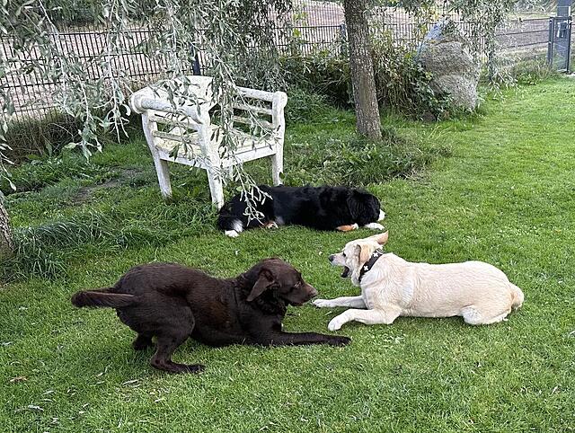 Klicke auf die Grafik für eine vergrößerte Ansicht  Name: IMG_6247.jpg Ansichten: 0 Größe: 284,3 KB ID: 1195580