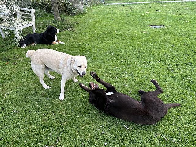 Klicke auf die Grafik für eine vergrößerte Ansicht  Name: IMG_6241.jpg Ansichten: 0 Größe: 274,0 KB ID: 1195582