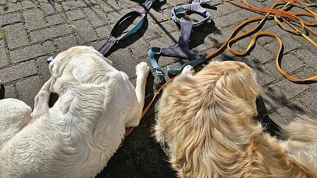 Klicke auf die Grafik für eine vergrößerte Ansicht  Name: 20250925_110324.jpg Ansichten: 0 Größe: 166,0 KB ID: 1189631