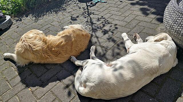 Klicke auf die Grafik für eine vergrößerte Ansicht

Name: 20250925_131645.jpg
Ansichten: 0
Größe: 154,4 KB
ID: 1189690