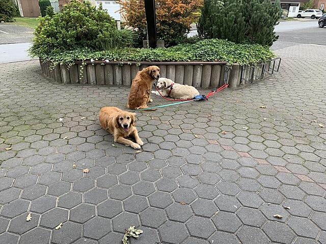 Klicke auf die Grafik für eine vergrößerte Ansicht  Name: IMG_3215.jpg Ansichten: 0 Größe: 212,0 KB ID: 1189733