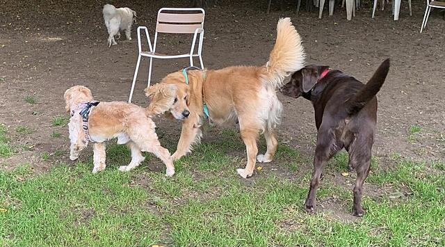 Klicke auf die Grafik für eine vergrößerte Ansicht  Name: IMG_3197.jpg Ansichten: 0 Größe: 152,4 KB ID: 1189734