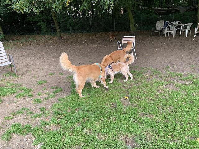 Klicke auf die Grafik für eine vergrößerte Ansicht  Name: IMG_3196.jpg Ansichten: 0 Größe: 232,9 KB ID: 1189737