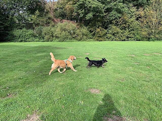 Klicke auf die Grafik für eine vergrößerte Ansicht  Name: IMG_3191.jpg Ansichten: 0 Größe: 278,9 KB ID: 1189739