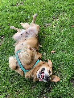 Klicke auf die Grafik für eine vergrößerte Ansicht  Name: IMG_3205.jpg Ansichten: 0 Größe: 268,5 KB ID: 1189743