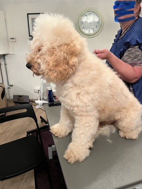 Klicke auf die Grafik für eine vergrößerte Ansicht  Name: IMG_9764.jpg Ansichten: 0 Größe: 117,0 KB ID: 1190099