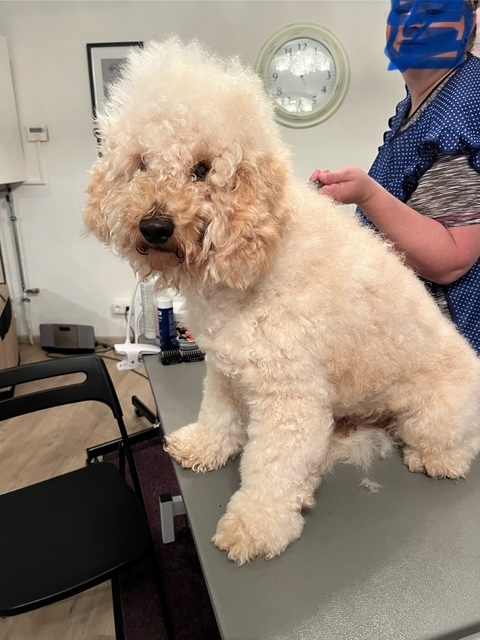 Klicke auf die Grafik für eine vergrößerte Ansicht  Name: IMG_9765.jpg Ansichten: 0 Größe: 116,5 KB ID: 1190100