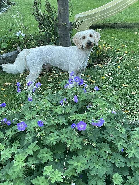 Klicke auf die Grafik für eine vergrößerte Ansicht  Name: IMG_0348.jpg Ansichten: 0 Größe: 204,5 KB ID: 1190105