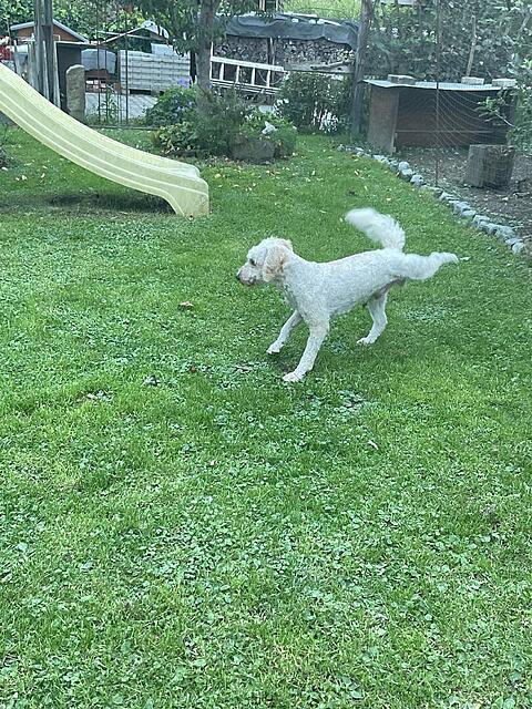 Klicke auf die Grafik für eine vergrößerte Ansicht  Name: IMG_0342.jpg Ansichten: 0 Größe: 273,3 KB ID: 1190103