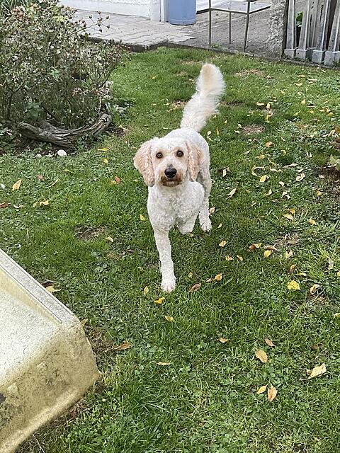 Klicke auf die Grafik für eine vergrößerte Ansicht  Name: IMG_0338.jpg Ansichten: 0 Größe: 284,6 KB ID: 1190104