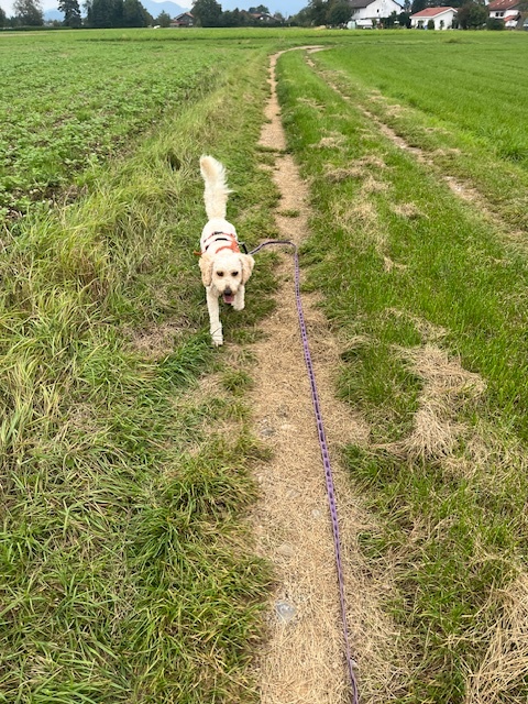 Klicke auf die Grafik für eine vergrößerte Ansicht

Name: IMG_9807.jpg
Ansichten: 0
Größe: 216,1 KB
ID: 1190108