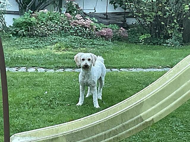 Klicke auf die Grafik für eine vergrößerte Ansicht

Name: IMG_0347.jpg
Ansichten: 0
Größe: 165,9 KB
ID: 1190109