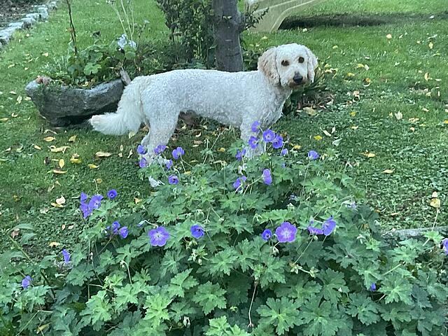 Klicke auf die Grafik für eine vergrößerte Ansicht

Name: IMG_0353.jpg
Ansichten: 0
Größe: 191,3 KB
ID: 1190110