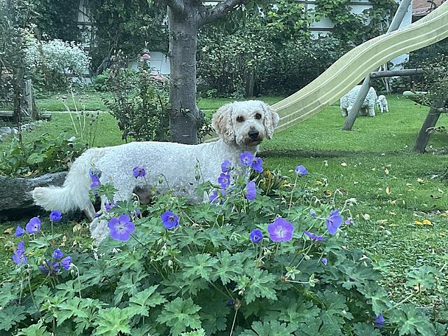 Klicke auf die Grafik für eine vergrößerte Ansicht

Name: IMG_0349.jpg
Ansichten: 0
Größe: 214,1 KB
ID: 1190111