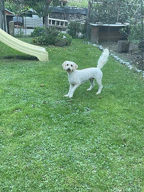 Klicke auf die Grafik für eine vergrößerte Ansicht

Name: IMG_0345.jpg
Ansichten: 0
Größe: 272,3 KB
ID: 1190112