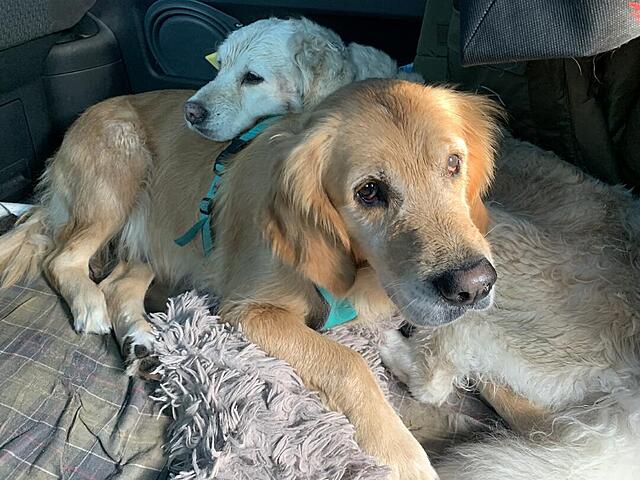 Klicke auf die Grafik für eine vergrößerte Ansicht

Name: IMG_3292.jpg
Ansichten: 0
Größe: 130,4 KB
ID: 1190623