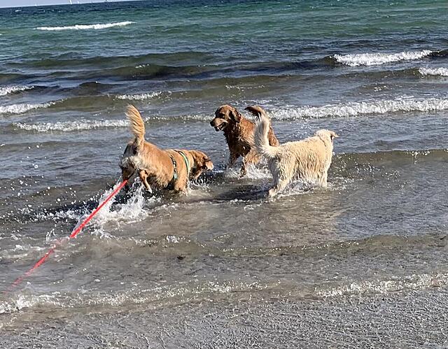 Klicke auf die Grafik für eine vergrößerte Ansicht

Name: IMG_3279.jpg
Ansichten: 0
Größe: 180,0 KB
ID: 1190624