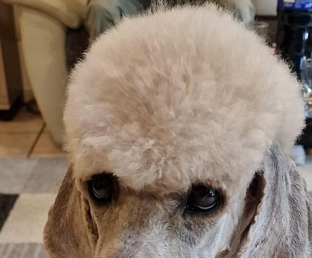 Klicke auf die Grafik für eine vergrößerte Ansicht  Name: b9dffdcf-2441-4e22-a220-3bc9a433c66a 2.jpg Ansichten: 0 Größe: 136,7 KB ID: 1190633