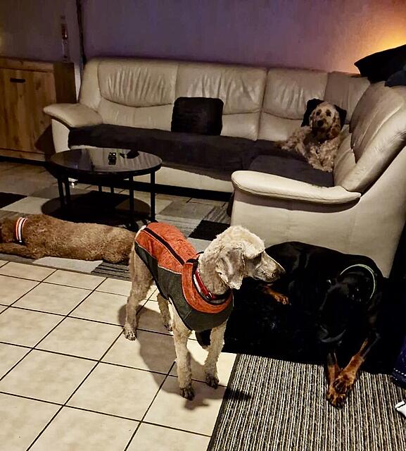 Klicke auf die Grafik für eine vergrößerte Ansicht  Name: 02cfb130-e00a-43ca-ab50-61470a2cf28c.jpg Ansichten: 0 Größe: 124,0 KB ID: 1190634