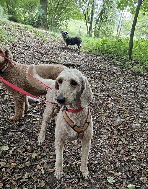 Klicke auf die Grafik für eine vergrößerte Ansicht  Name: 8743636d-3ba1-457a-b82b-25fe6e47d3bf.jpg Ansichten: 0 Größe: 259,0 KB ID: 1190635