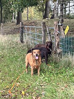 Klicke auf die Grafik für eine vergrößerte Ansicht  Name: IMG_2564.jpg Ansichten: 0 Größe: 235,3 KB ID: 1190701