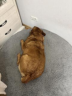 Klicke auf die Grafik für eine vergrößerte Ansicht

Name: IMG_2497.jpg
Ansichten: 0
Größe: 163,6 KB
ID: 1190702