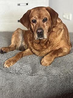 Klicke auf die Grafik für eine vergrößerte Ansicht  Name: IMG_2609.jpg Ansichten: 0 Größe: 115,4 KB ID: 1190700