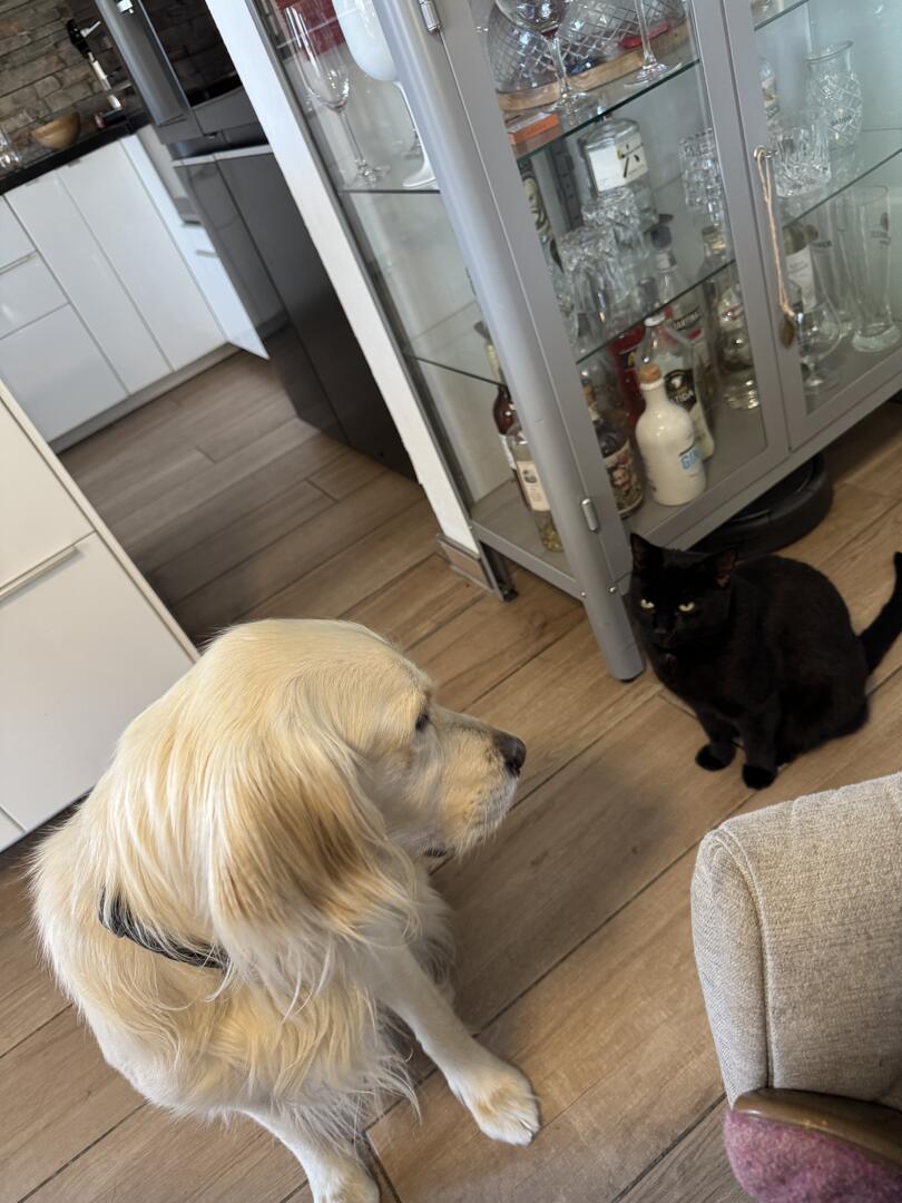 Klicke auf die Grafik für eine vergrößerte Ansicht

Name: IMG_2633.jpg
Ansichten: 0
Größe: 108,8 KB
ID: 1191102