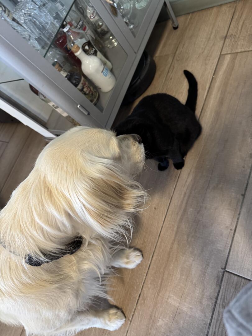 Klicke auf die Grafik für eine vergrößerte Ansicht

Name: IMG_2638.jpg
Ansichten: 0
Größe: 99,8 KB
ID: 1191103