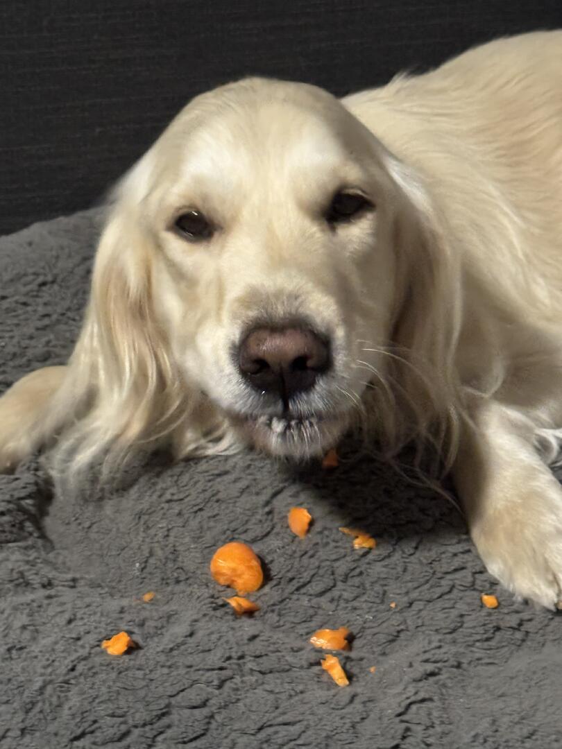 Klicke auf die Grafik für eine vergrößerte Ansicht  Name: IMG_2618.jpg Ansichten: 0 Größe: 91,3 KB ID: 1191783