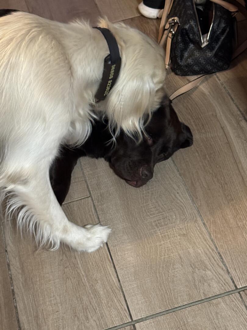 Klicke auf die Grafik für eine vergrößerte Ansicht  Name: IMG_2716.jpg Ansichten: 0 Größe: 107,1 KB ID: 1191784