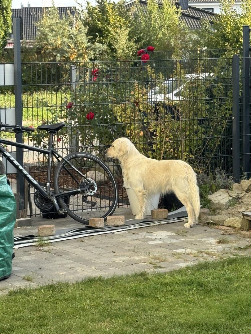 Klicke auf die Grafik für eine vergrößerte Ansicht  Name: IMG_2612.jpg Ansichten: 0 Größe: 225,6 KB ID: 1191785