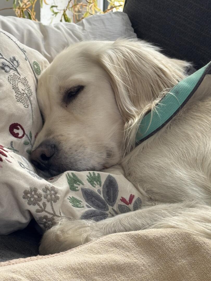 Klicke auf die Grafik für eine vergrößerte Ansicht  Name: IMG_2470.jpg Ansichten: 0 Größe: 144,0 KB ID: 1192105