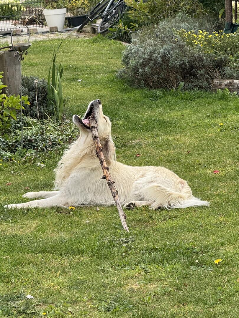 Klicke auf die Grafik für eine vergrößerte Ansicht  Name: IMG_2342.jpg Ansichten: 0 Größe: 277,6 KB ID: 1192106