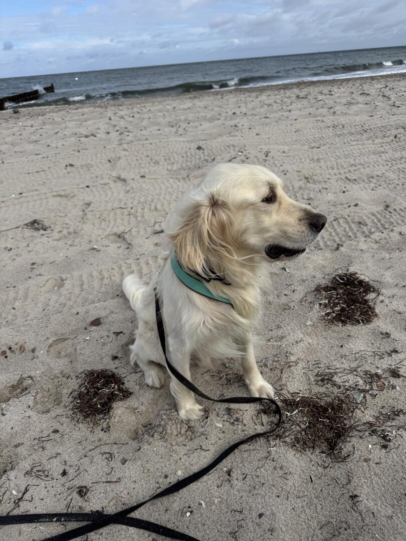 Klicke auf die Grafik für eine vergrößerte Ansicht  Name: IMG_2473.jpg Ansichten: 0 Größe: 160,5 KB ID: 1192108