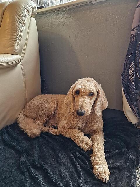 Klicke auf die Grafik für eine vergrößerte Ansicht  Name: 3a6abe00-5788-4d40-863c-f3097eedce71.jpg Ansichten: 0 Größe: 113,9 KB ID: 1192533