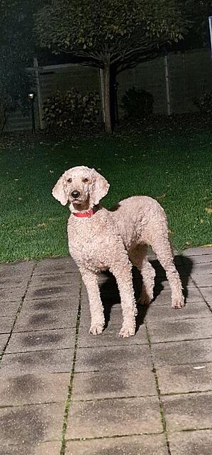 Klicke auf die Grafik für eine vergrößerte Ansicht  Name: 073beb72-f874-41e4-8341-f328de1ce261.jpg Ansichten: 0 Größe: 89,1 KB ID: 1192537