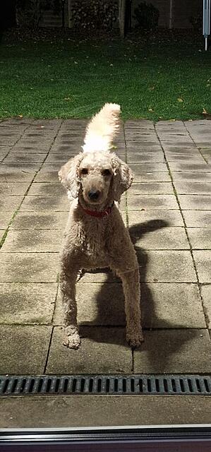 Klicke auf die Grafik für eine vergrößerte Ansicht  Name: 919b6c79-87f5-45bd-957a-7a57929990ac.jpg Ansichten: 0 Größe: 92,4 KB ID: 1192538