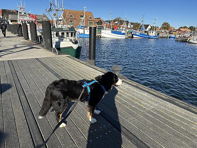 Klicke auf die Grafik für eine vergrößerte Ansicht

Name: IMG_8177.jpg
Ansichten: 0
Größe: 241,4 KB
ID: 1192809