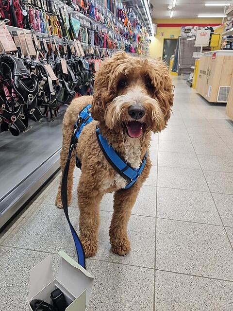 Klicke auf die Grafik für eine vergrößerte Ansicht

Name: 20251028_161314.jpg
Ansichten: 0
Größe: 151,7 KB
ID: 1193079